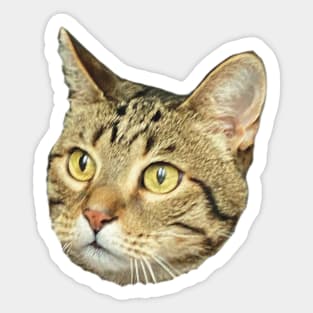 shocked tabby cat funny meme Sticker